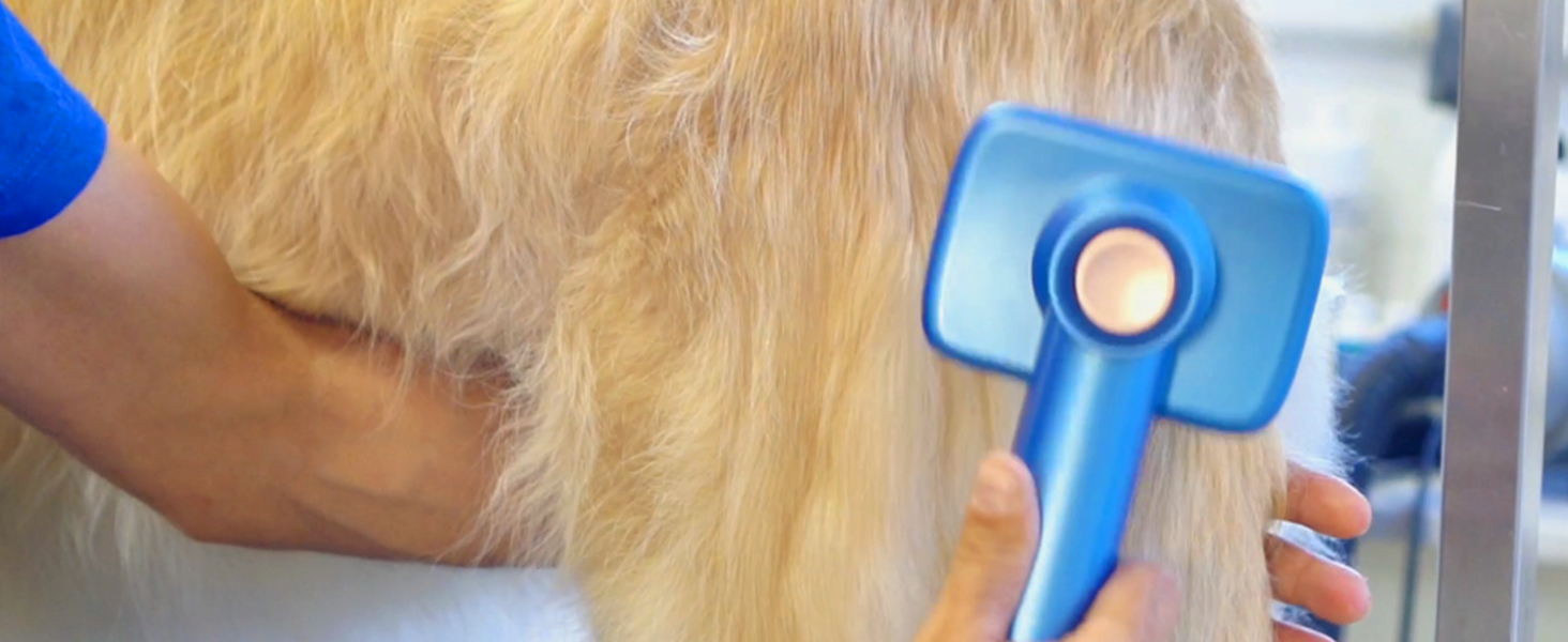 Spazzola per toelettatura per animali domestici utilizzata su pelo di cane di colore chiaro, con manico blu e